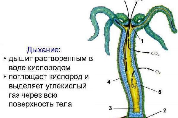 Блэк спрут зеркало blacksprut pl